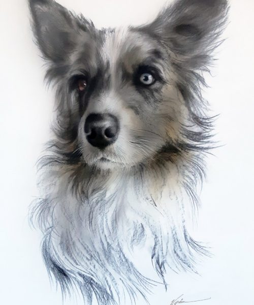 Pes-Border-Collie